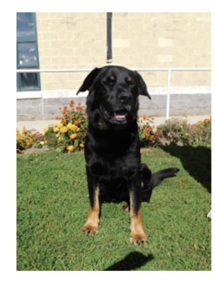 Odin, Adoptable, Young Male Rottweiler.