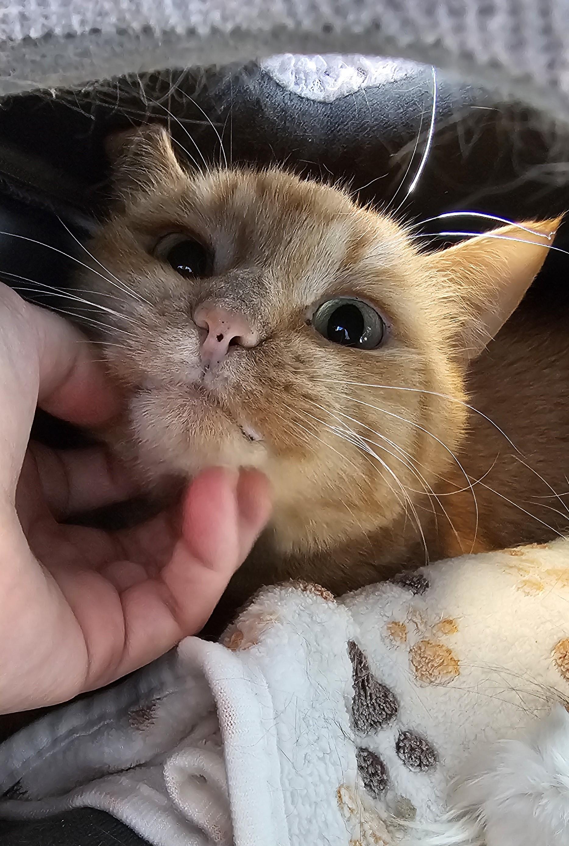 Kim Chi, Adoptable, Adult Male Domestic Short Hair.