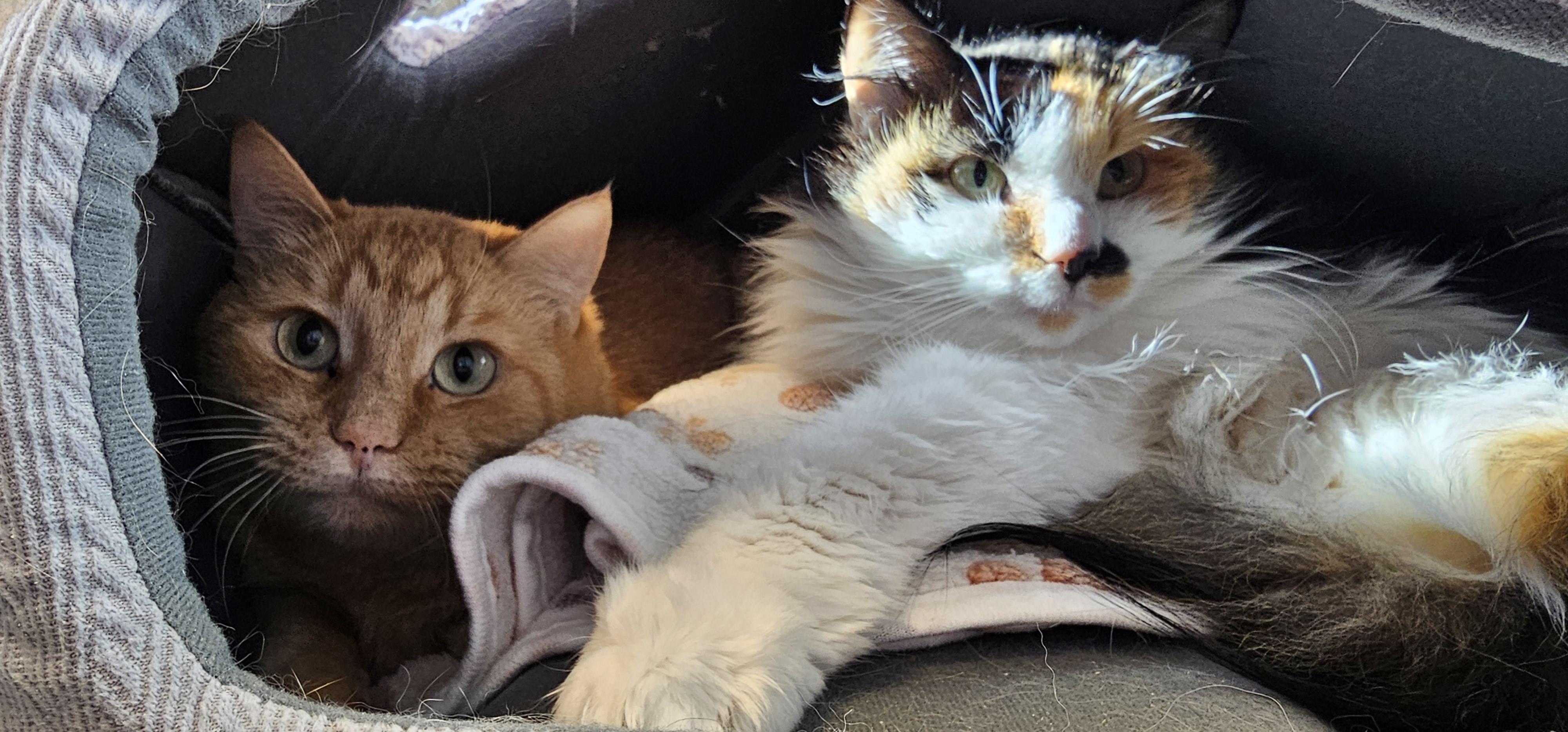 Enlarge Kim Chi, a Adoptable Domestic Short Hair in Cedar Rapids, IA image 2/3