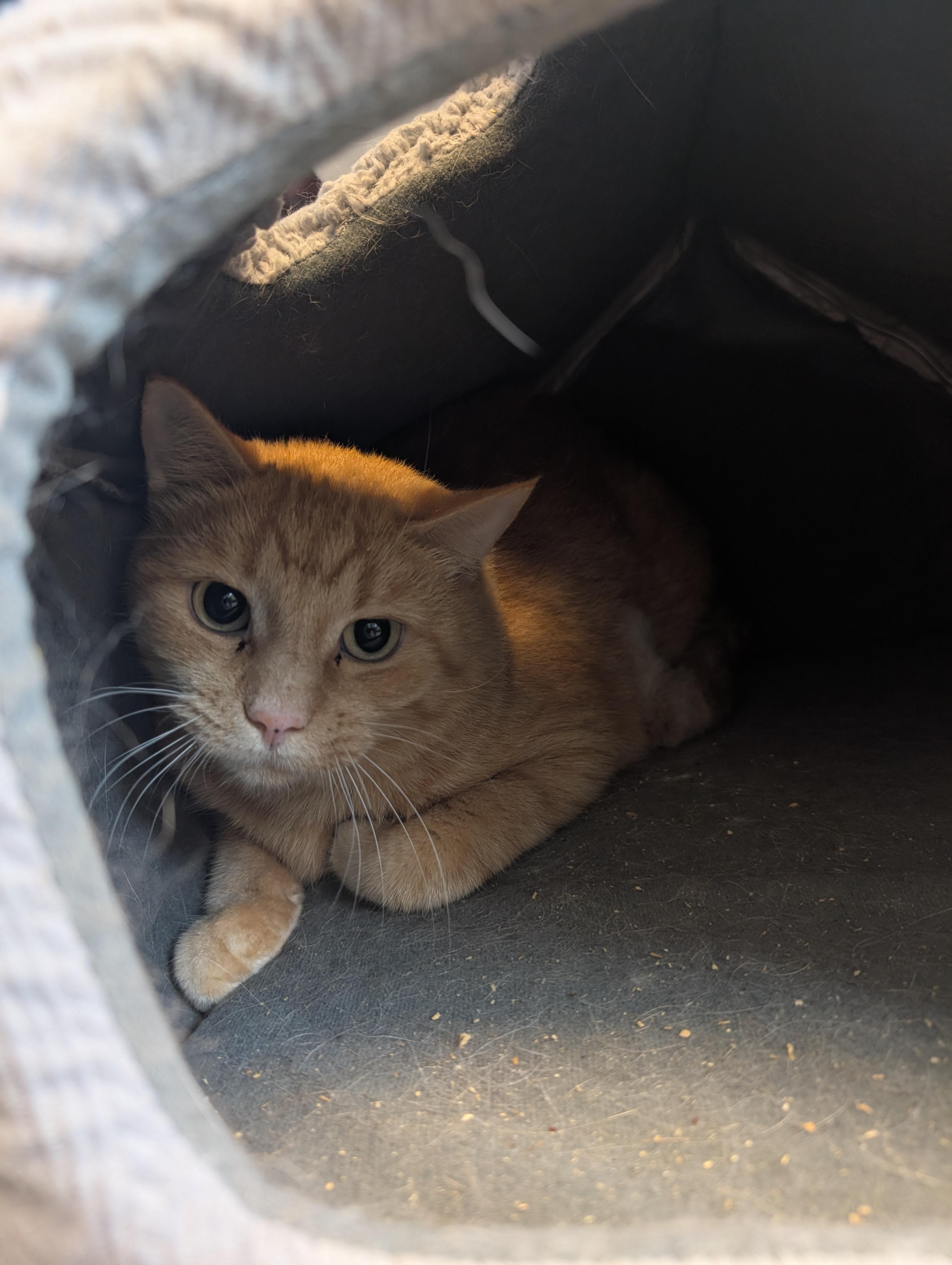 Enlarge Kim Chi, a Adoptable Domestic Short Hair in Cedar Rapids, IA image 3/3