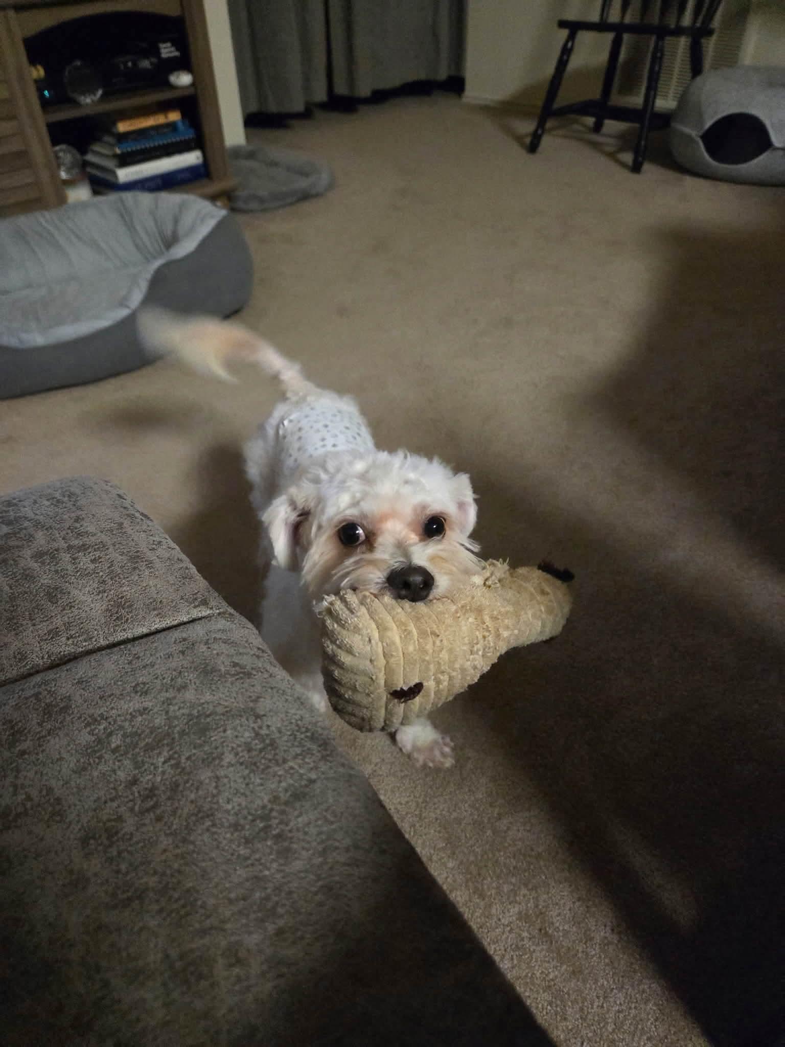 Enlarge Pickles, an adopted Maltese in Richmond, VA image 5/5
