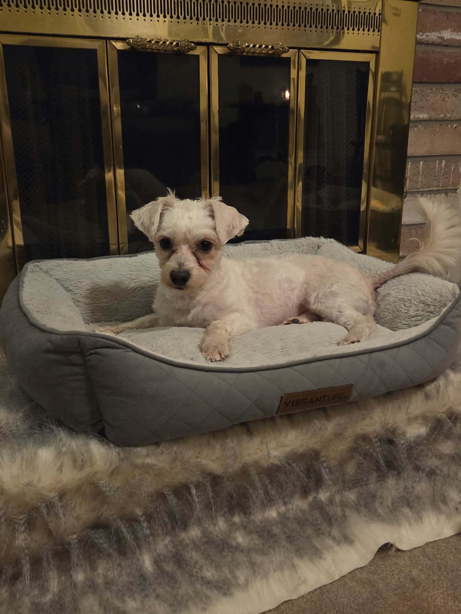 Enlarge Pickles, an adopted Maltese in Richmond, VA image 4/5