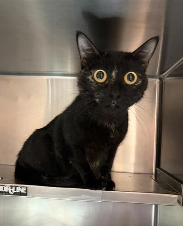 Opal, Adoptable, Young Female Domestic Short Hair.