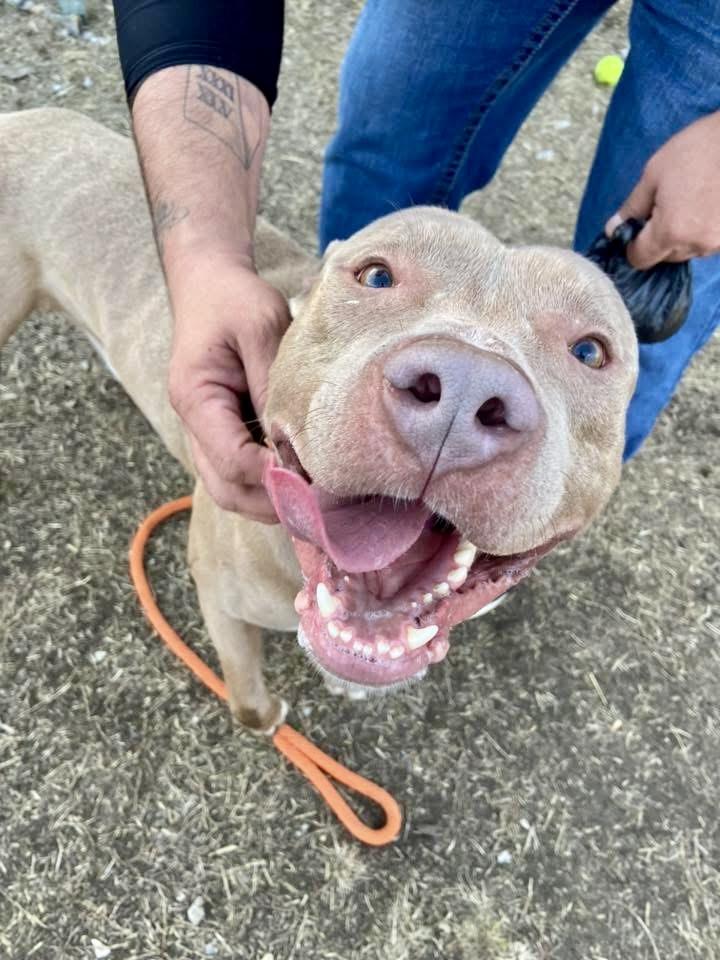 Gabe, a ADOPTABLE Pit Bull Terrier in Chicago, IL image 1/5