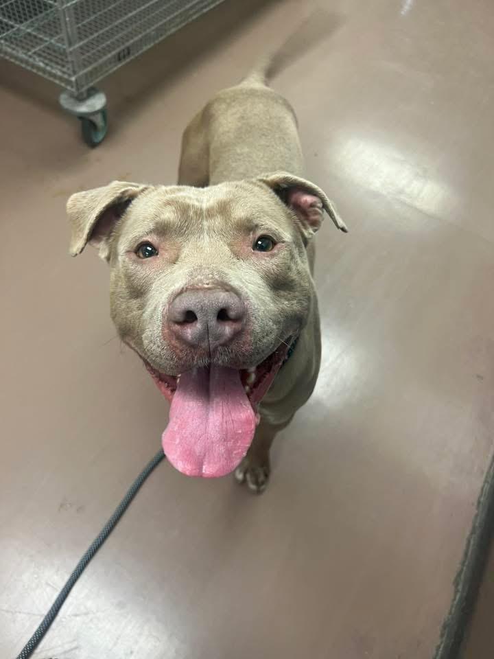 Gabe, a ADOPTABLE Pit Bull Terrier in Chicago, IL image 3/5