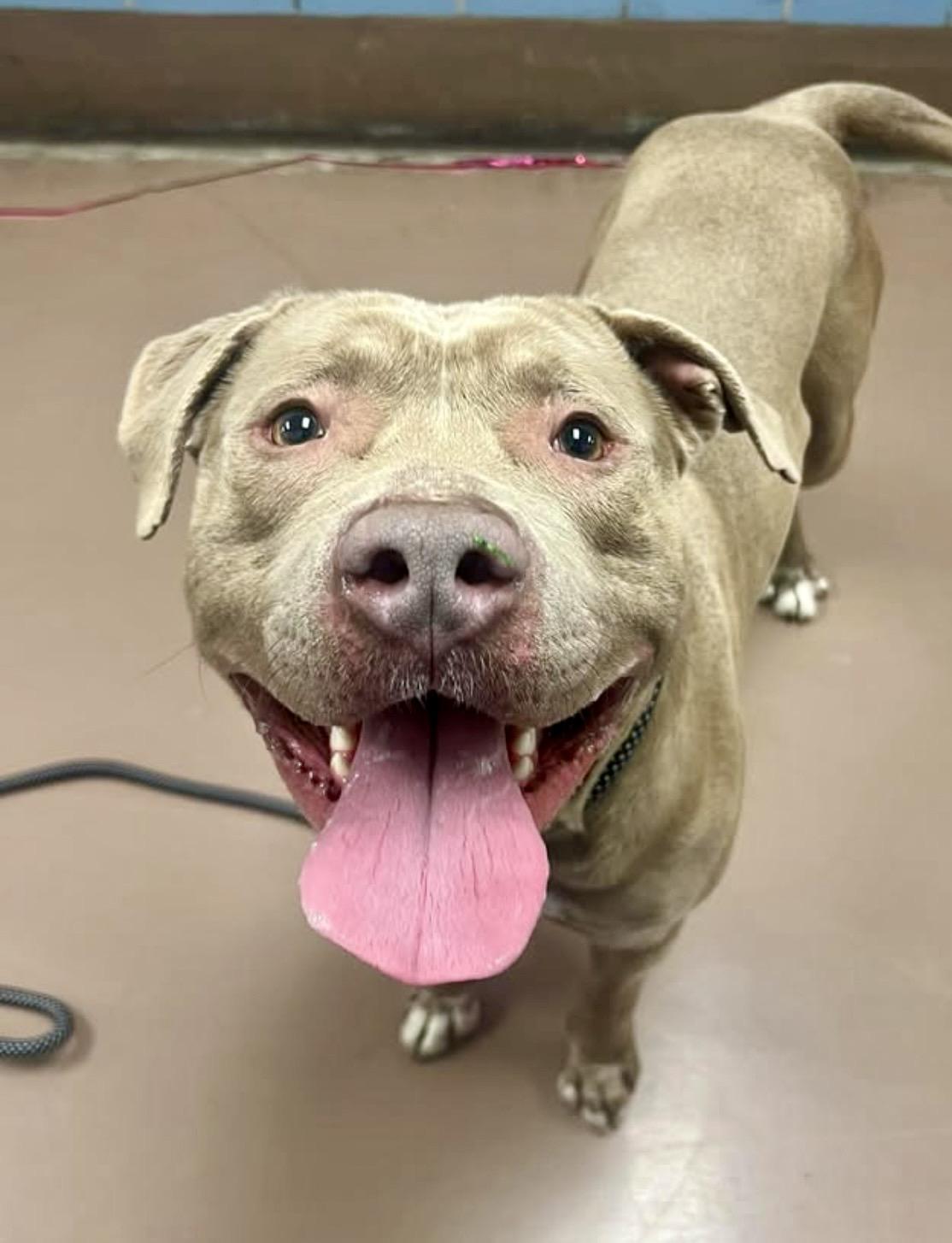 Gabe, a ADOPTABLE Pit Bull Terrier in Chicago, IL image 2/5