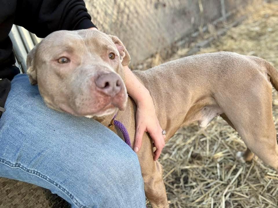 Gabe, a ADOPTABLE Pit Bull Terrier in Chicago, IL image 4/5
