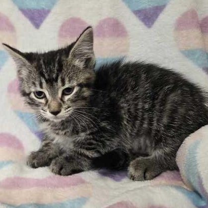 Buttercup, adopted, Kitten Female Domestic Short Hair.