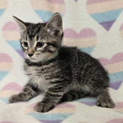 Enlarge Buttercup, an adopted Domestic Short Hair in Flatwoods, KY image 2/3