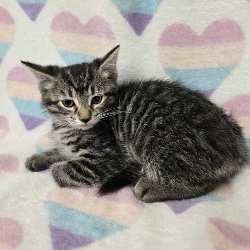 Enlarge Buttercup, an adopted Domestic Short Hair in Flatwoods, KY image 3/3