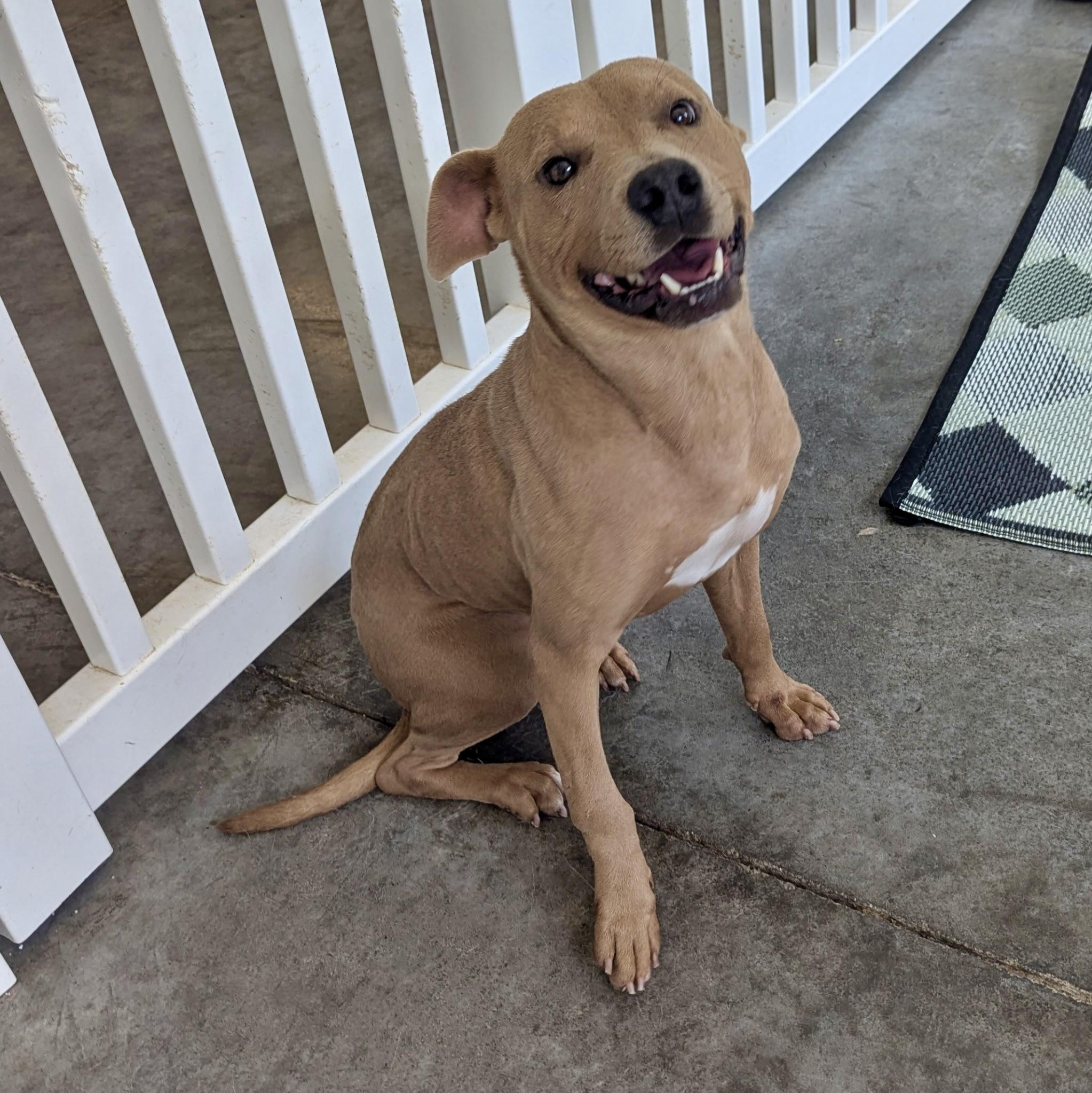 Enlarge James, a Adoptable mixed breed in Paramus, NJ image 2/6