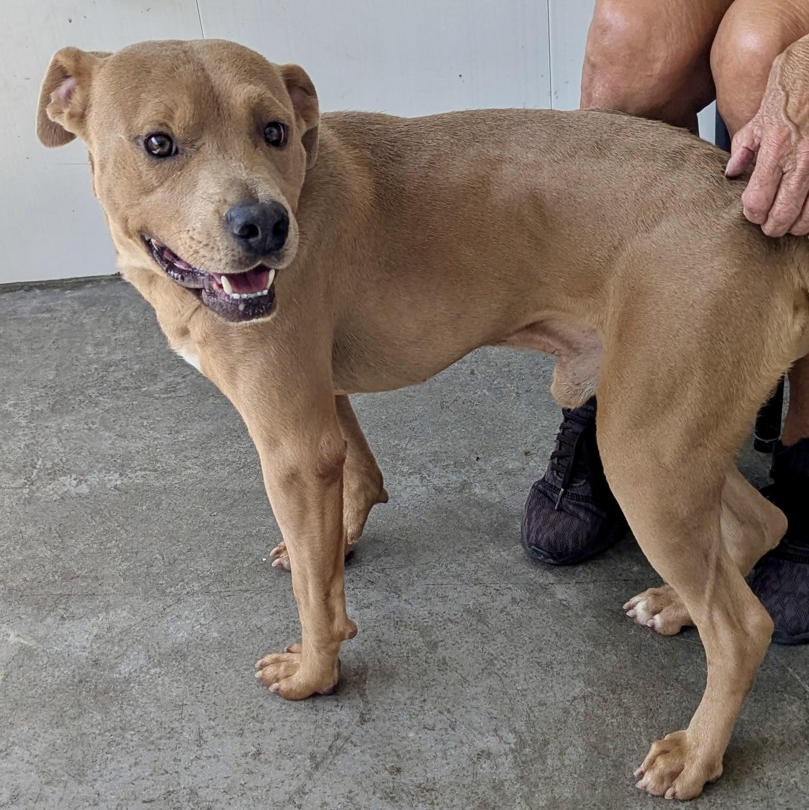 Enlarge James, a Adoptable mixed breed in Paramus, NJ image 4/6
