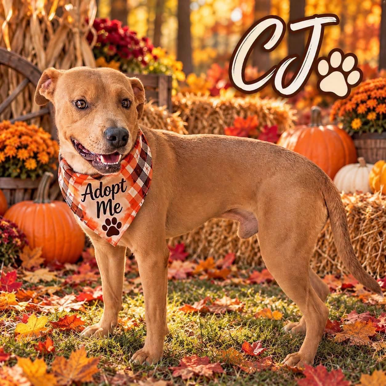 Enlarge James (C.J.), a Adopted mixed breed in Paramus, NJ image 1/6