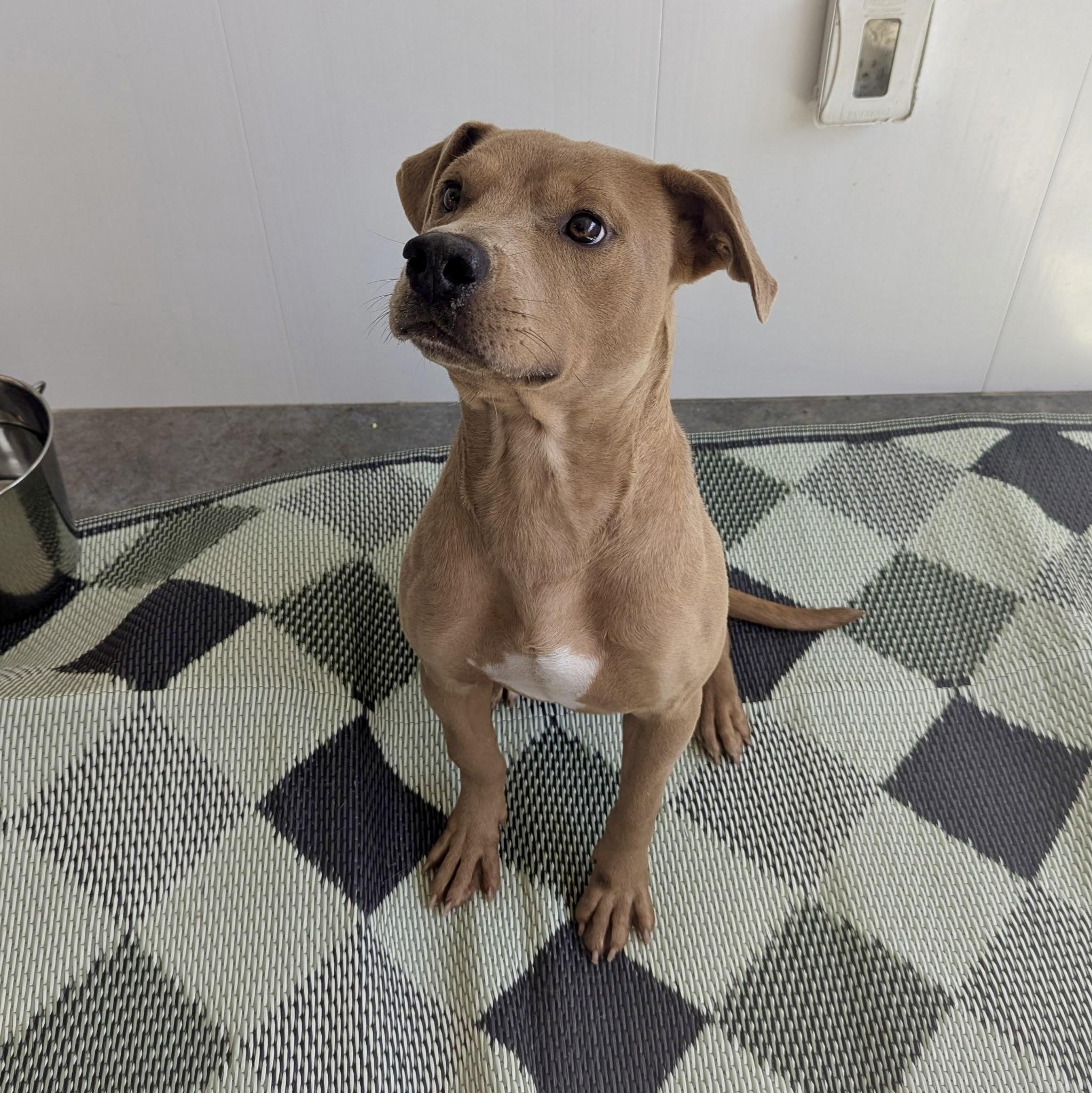 Enlarge James, a Adoptable mixed breed in Paramus, NJ image 6/6