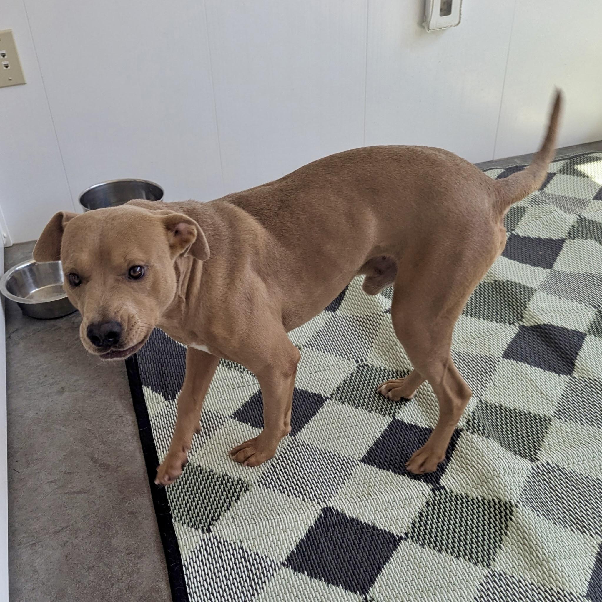 Enlarge James, a Adoptable mixed breed in Paramus, NJ image 3/6