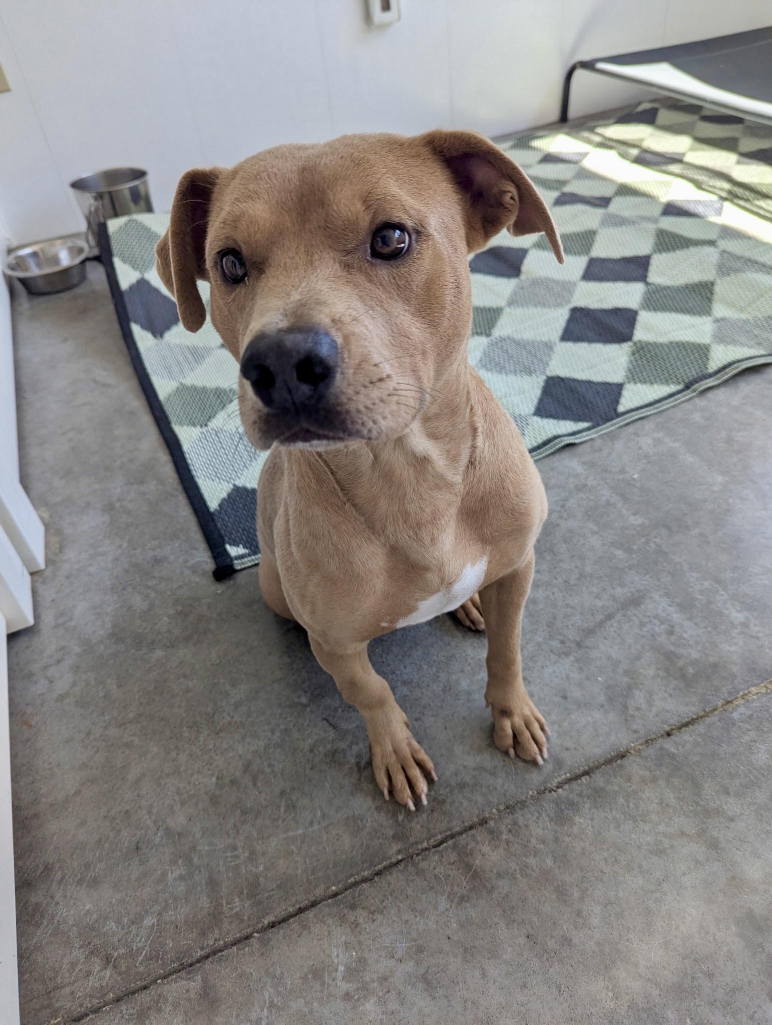 James, Adoptable, Young Male Hound.