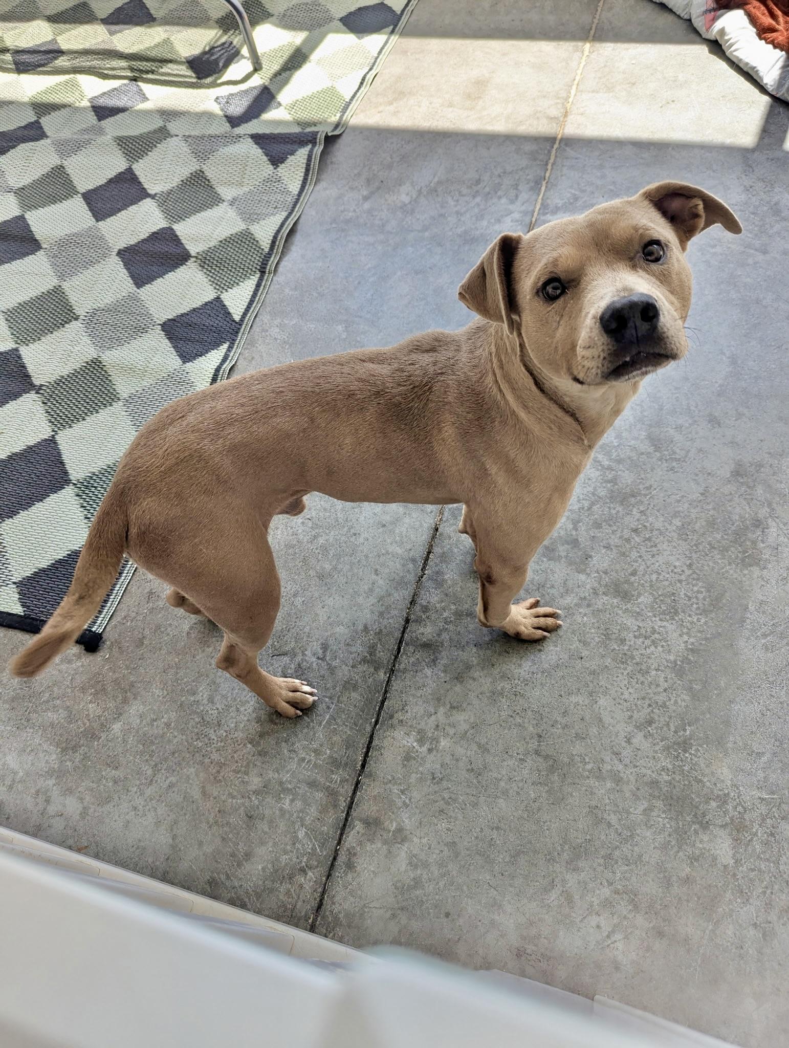 Enlarge James, a Adoptable mixed breed in Paramus, NJ image 5/6