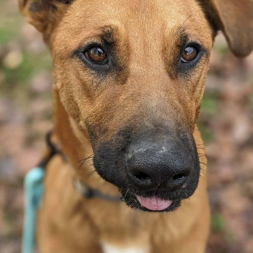 Cooper, Adoptable, Young Male Cattle Dog & Labrador Retriever.