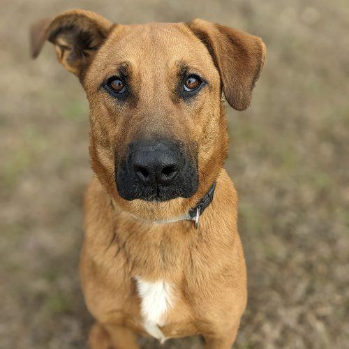 Enlarge Cooper, a Adoptable mixed breed in Leesburg, AL image 2/6