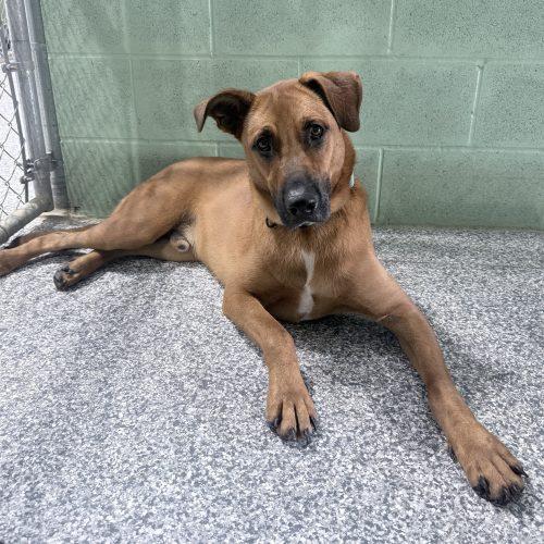 Enlarge Cooper, a Adoptable mixed breed in Leesburg, AL image 4/6