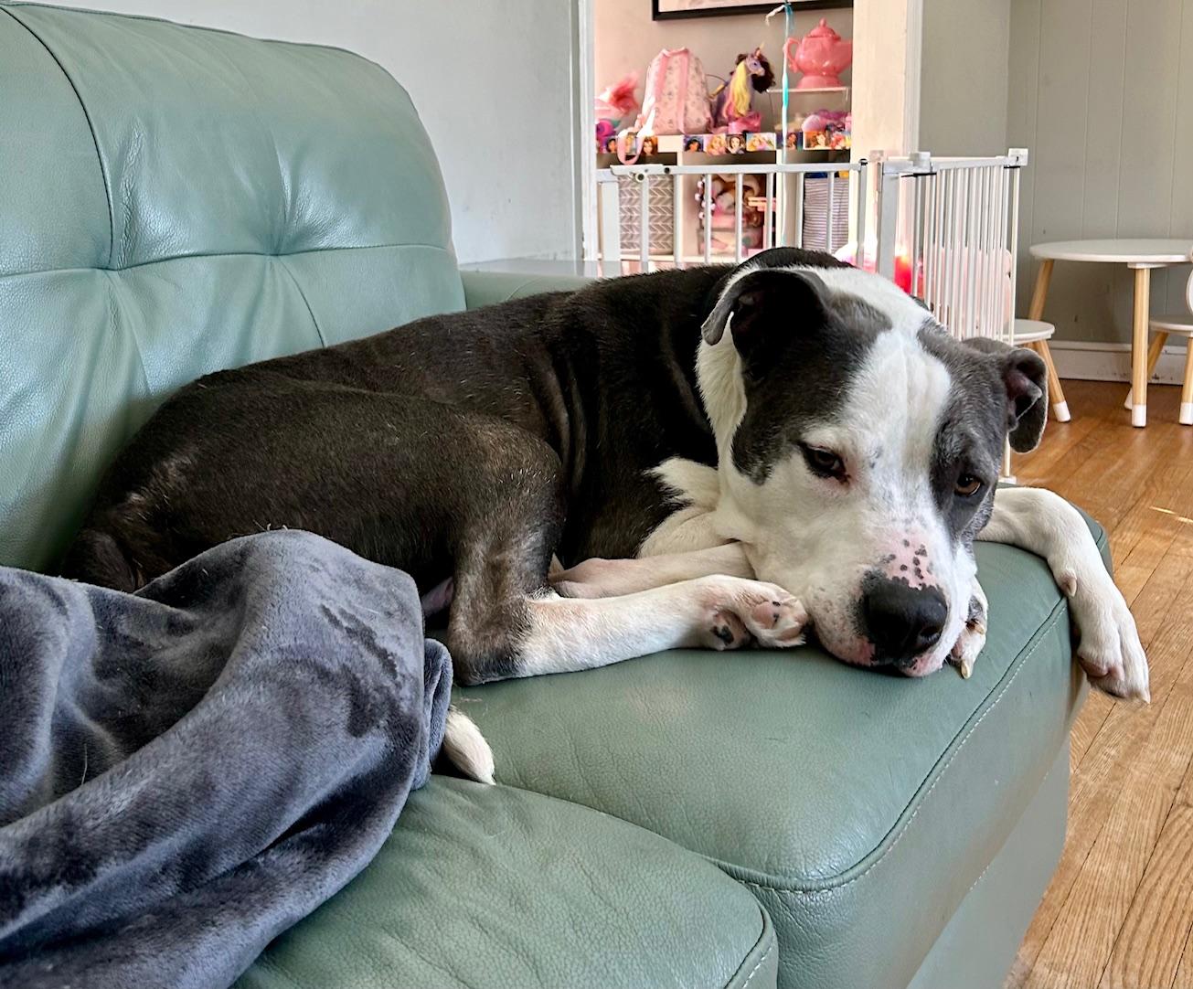 COURTESY POST FOR WASA:  Norman, ADOPTABLE, Adult Male Terrier.