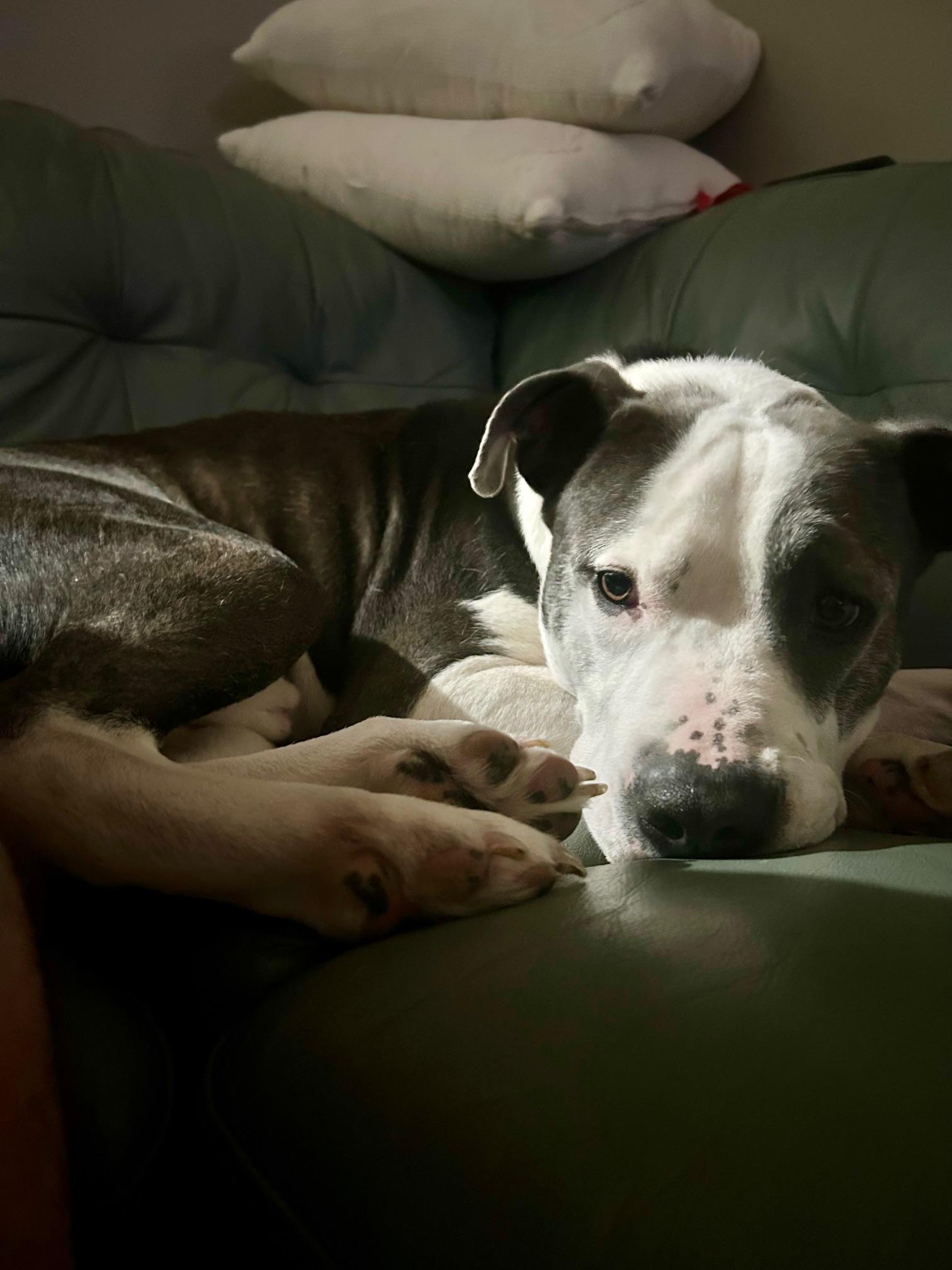 Enlarge COURTESY POST FOR WASA:  Norman, a ADOPTABLE mixed breed in Westport, CT image 1/4