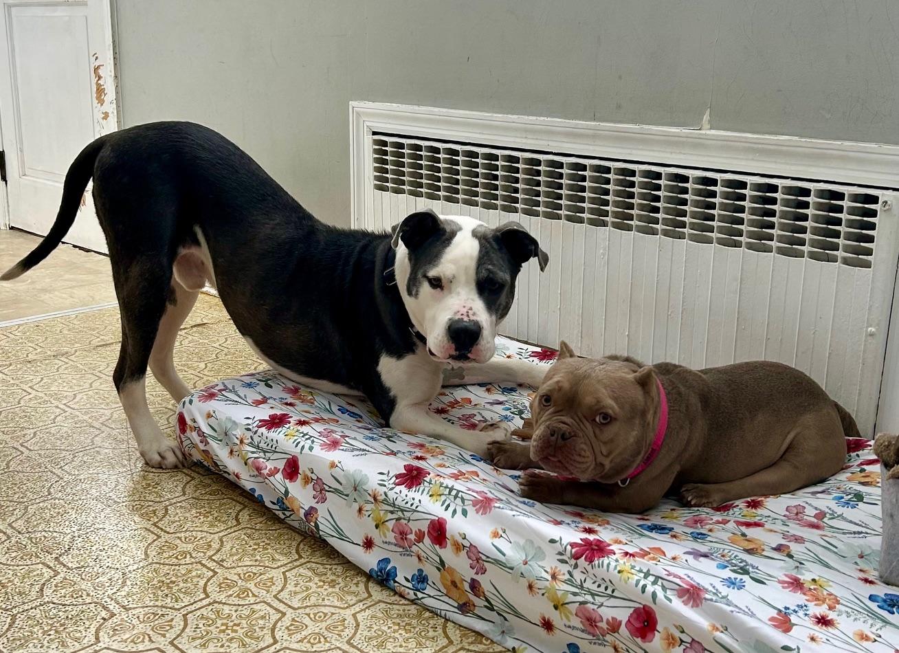 Enlarge COURTESY POST FOR WASA:  Norman, a ADOPTABLE mixed breed in Westport, CT image 3/4