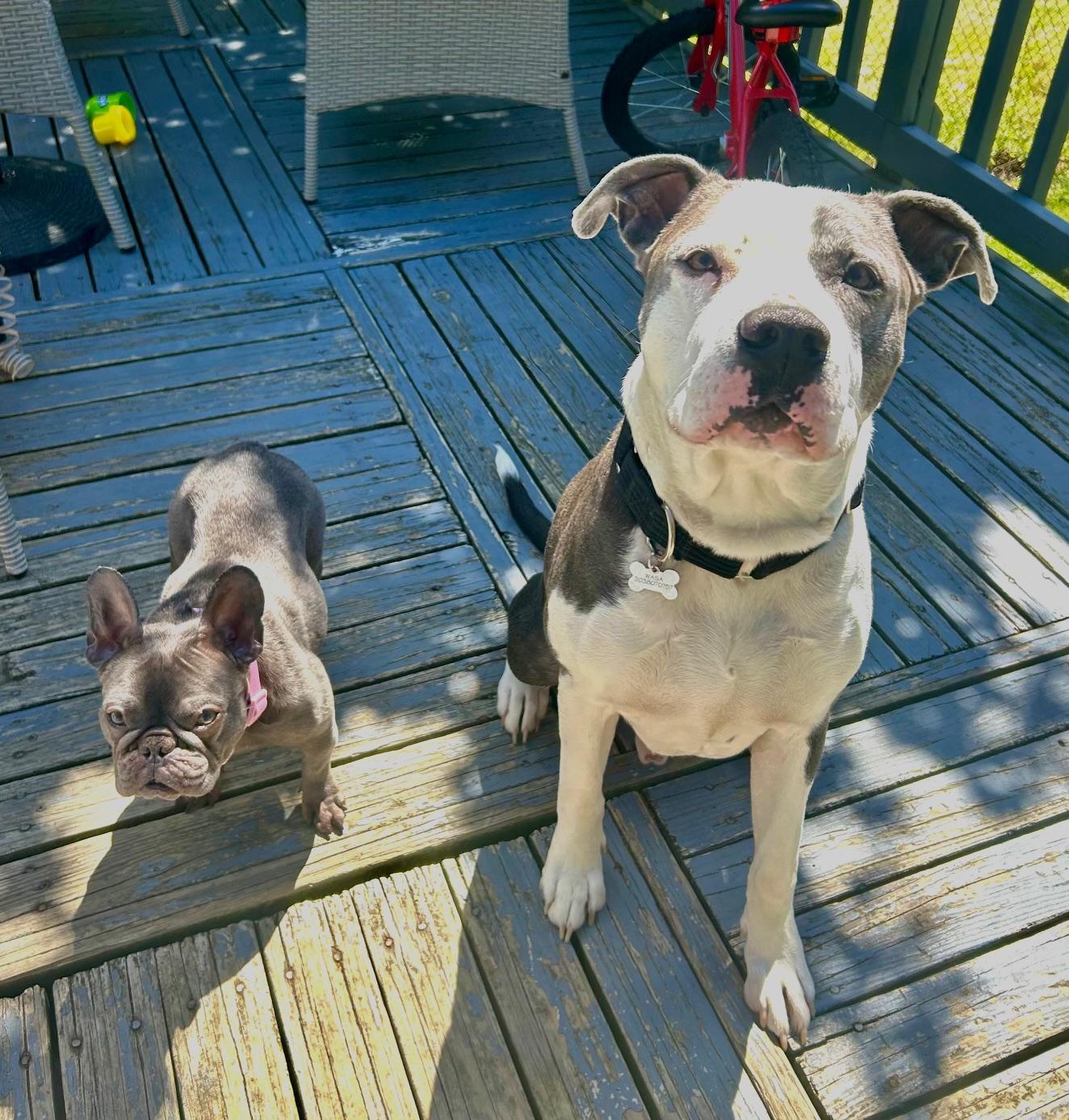 COURTESY POST FOR WASA: Norman, a ADOPTABLE mixed breed in Westport, CT image 6/6