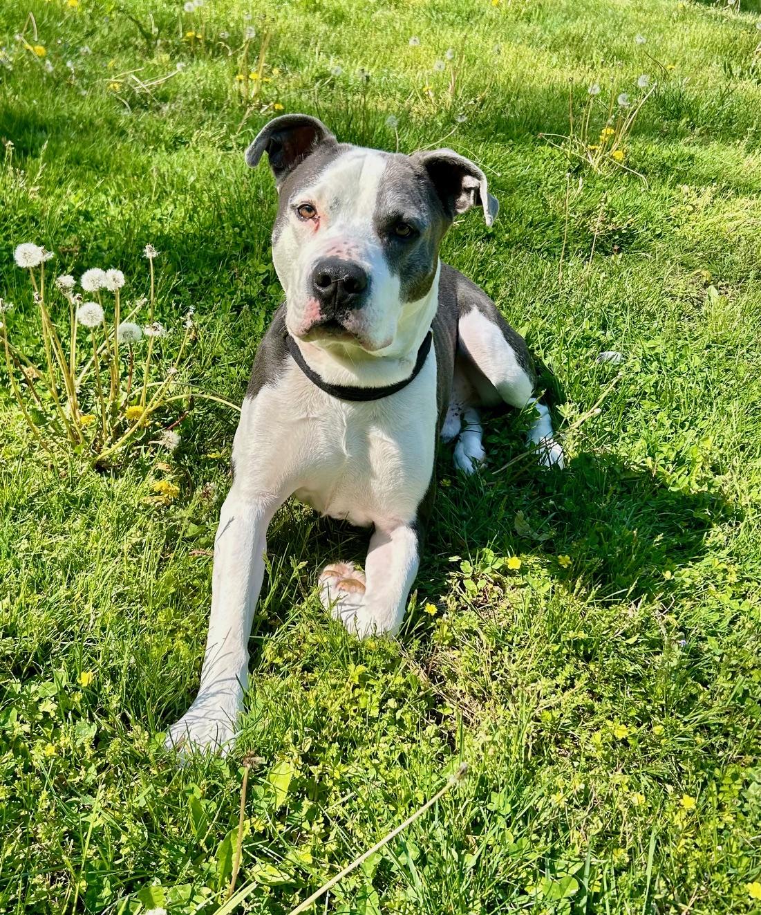 COURTESY POST FOR WASA:  Norman, ADOPTABLE, Adult Male Terrier.