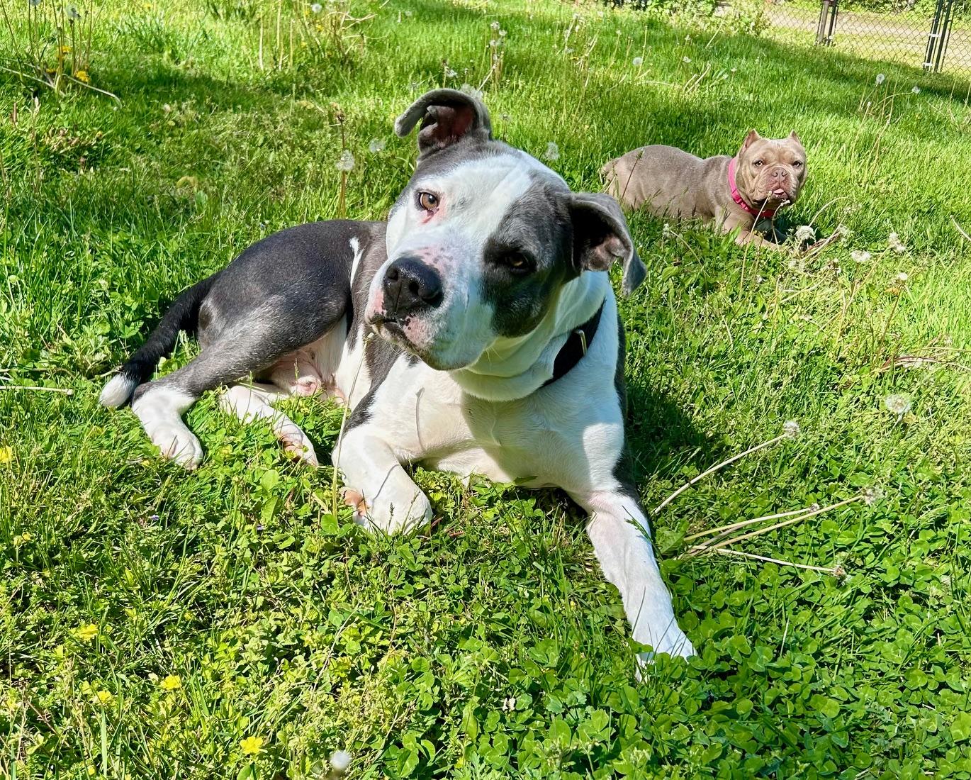 COURTESY POST FOR WASA: Norman, a ADOPTABLE mixed breed in Westport, CT image 2/6