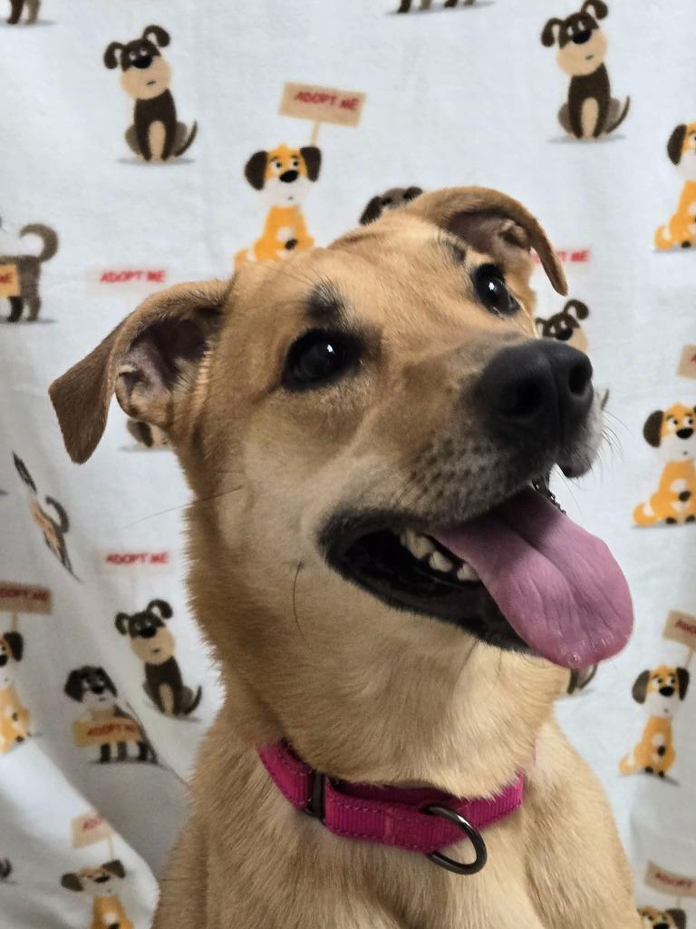 Enlarge Reese, a Adoptable mixed breed in Newnan, GA image 1/2