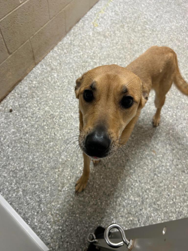 Enlarge Reese, a Adoptable mixed breed in Newnan, GA image 2/2