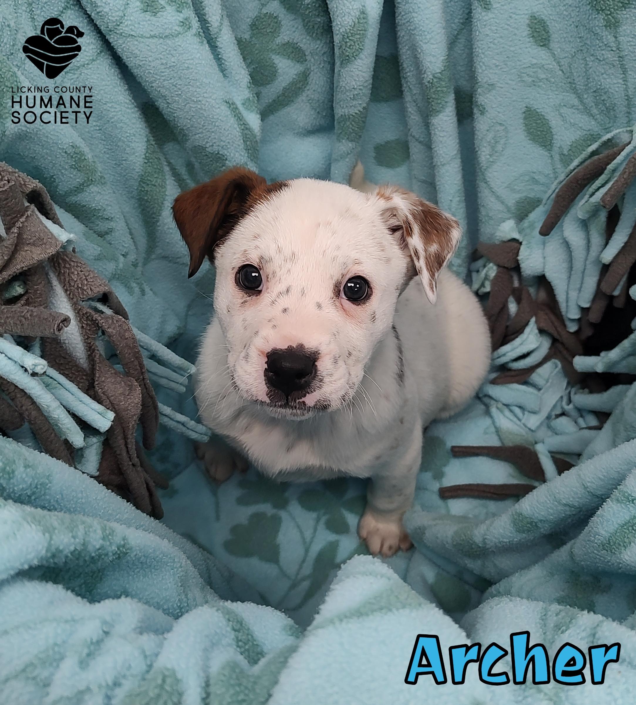 Archer, ADOPTABLE, Puppy Male Boxer.
