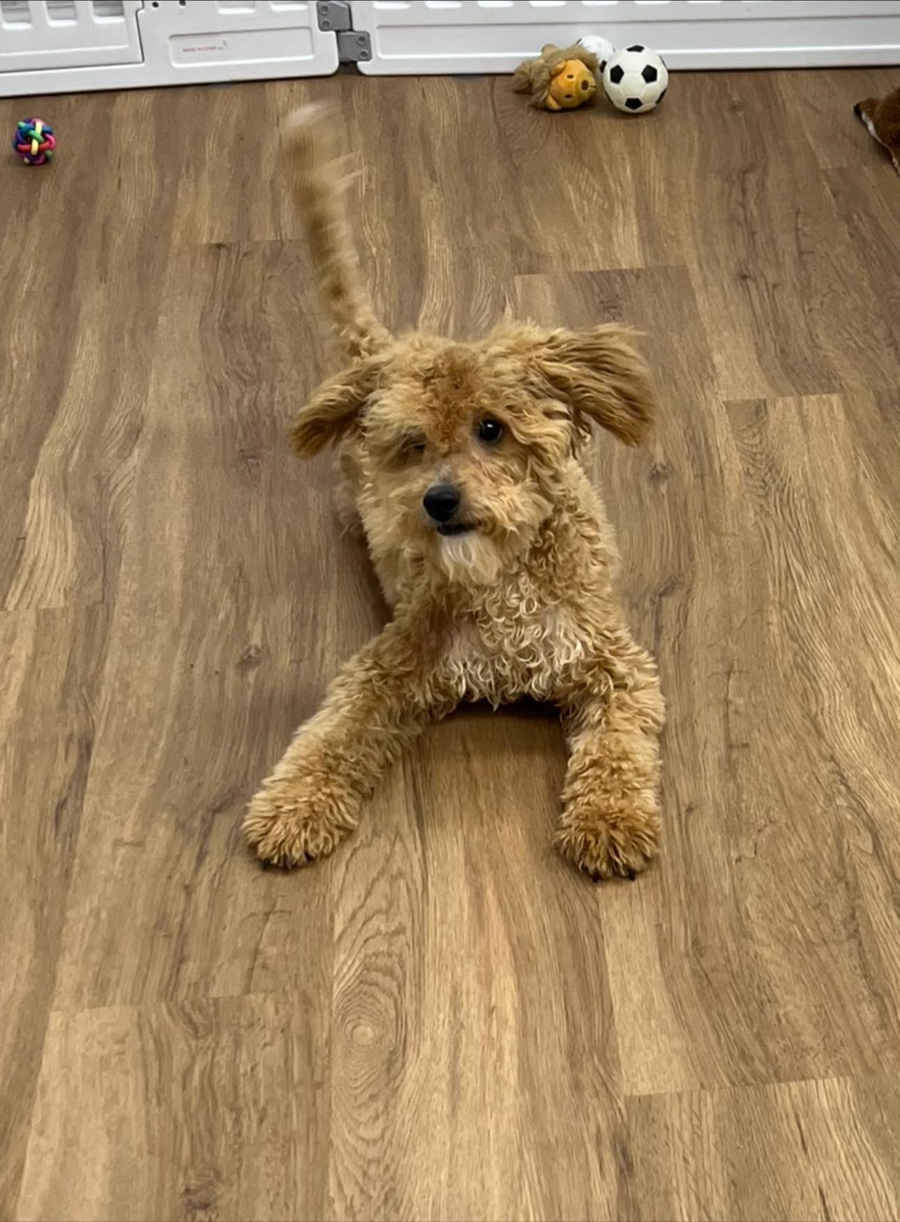 Tan teddy (oodles of doodles), adopted, Adult Female Poodle.