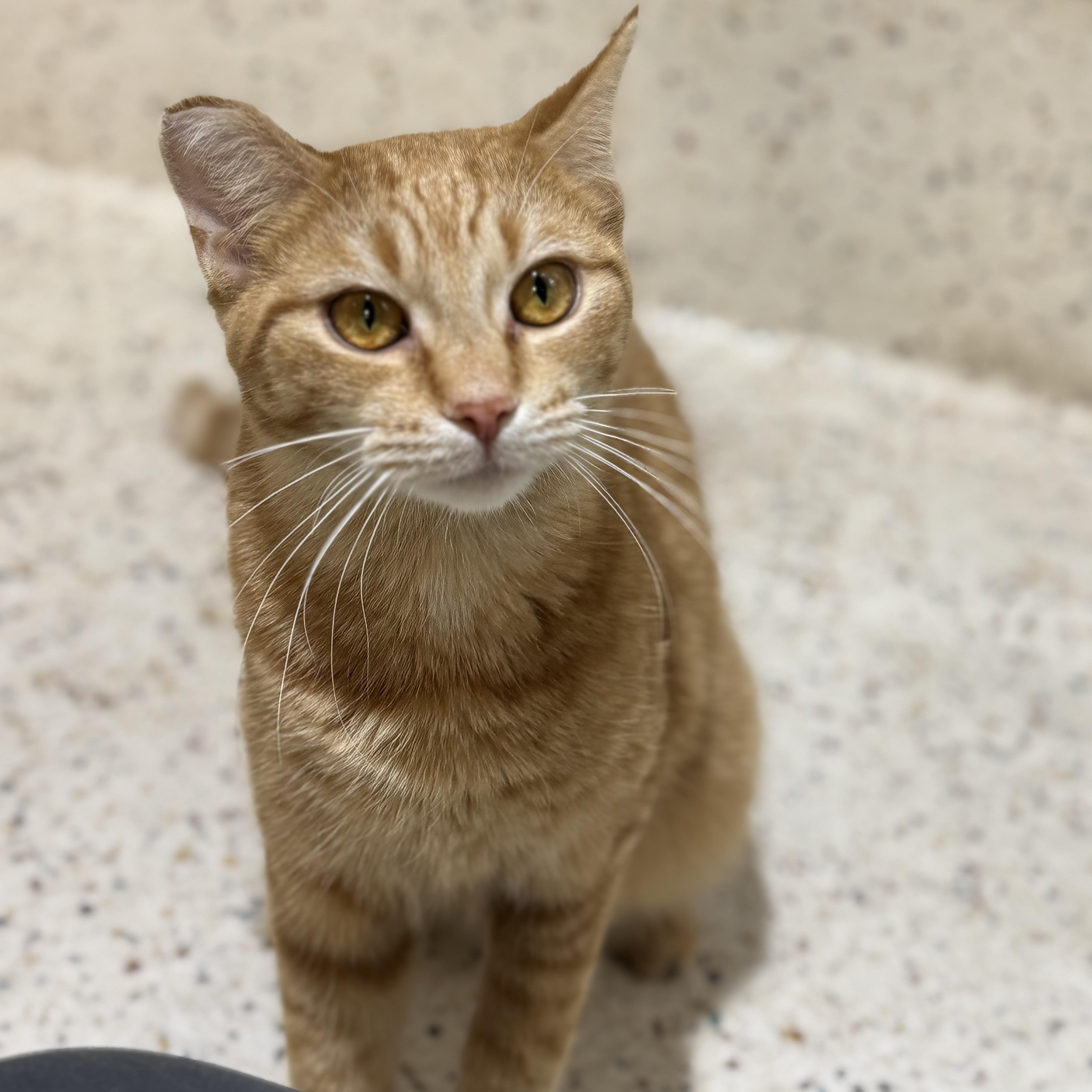Enlarge Pumpkin, a Adoptable Domestic Short Hair in Walker, MI image 1/6