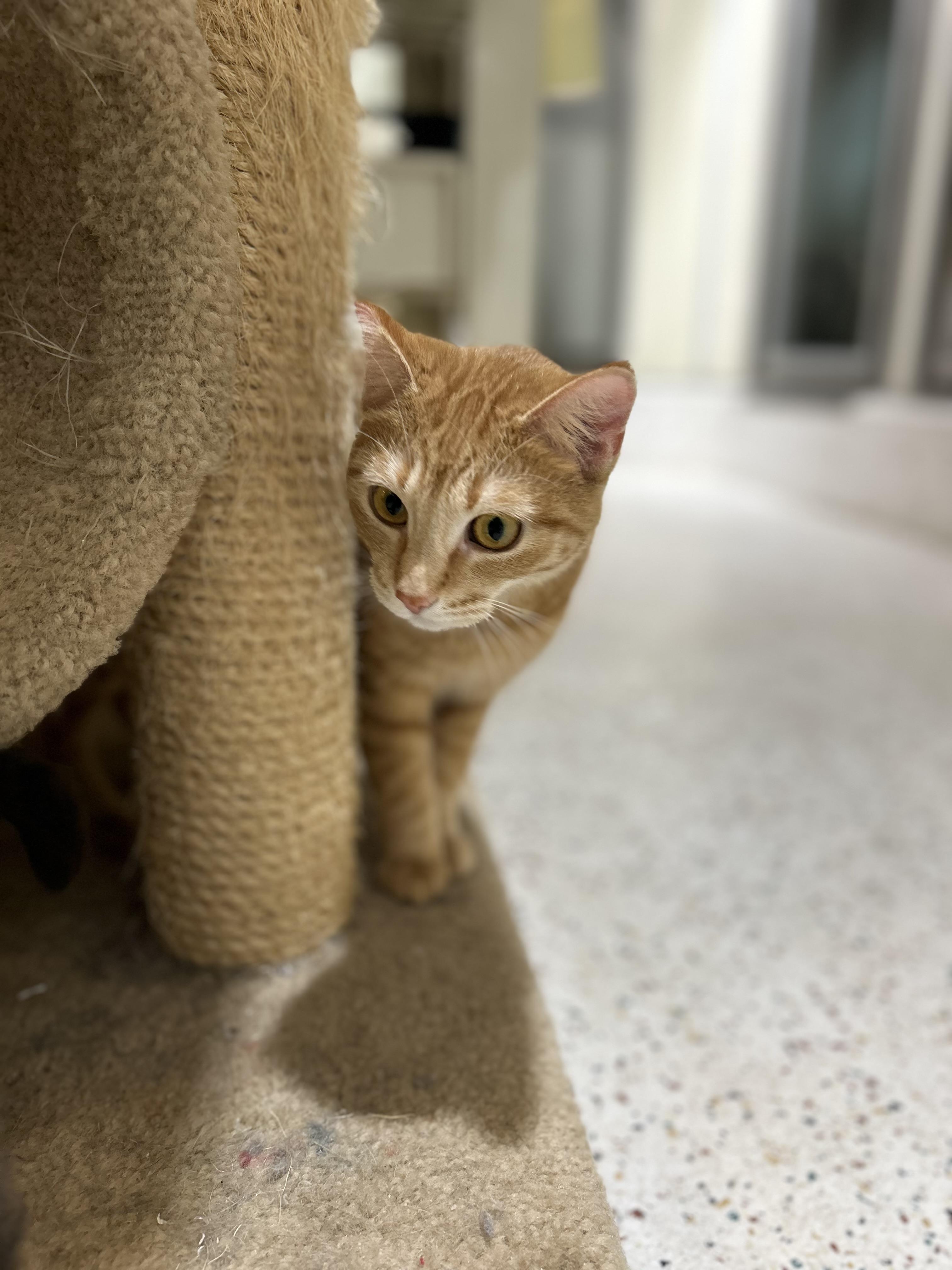 Enlarge Pumpkin, a Adoptable Domestic Short Hair in Walker, MI image 6/6