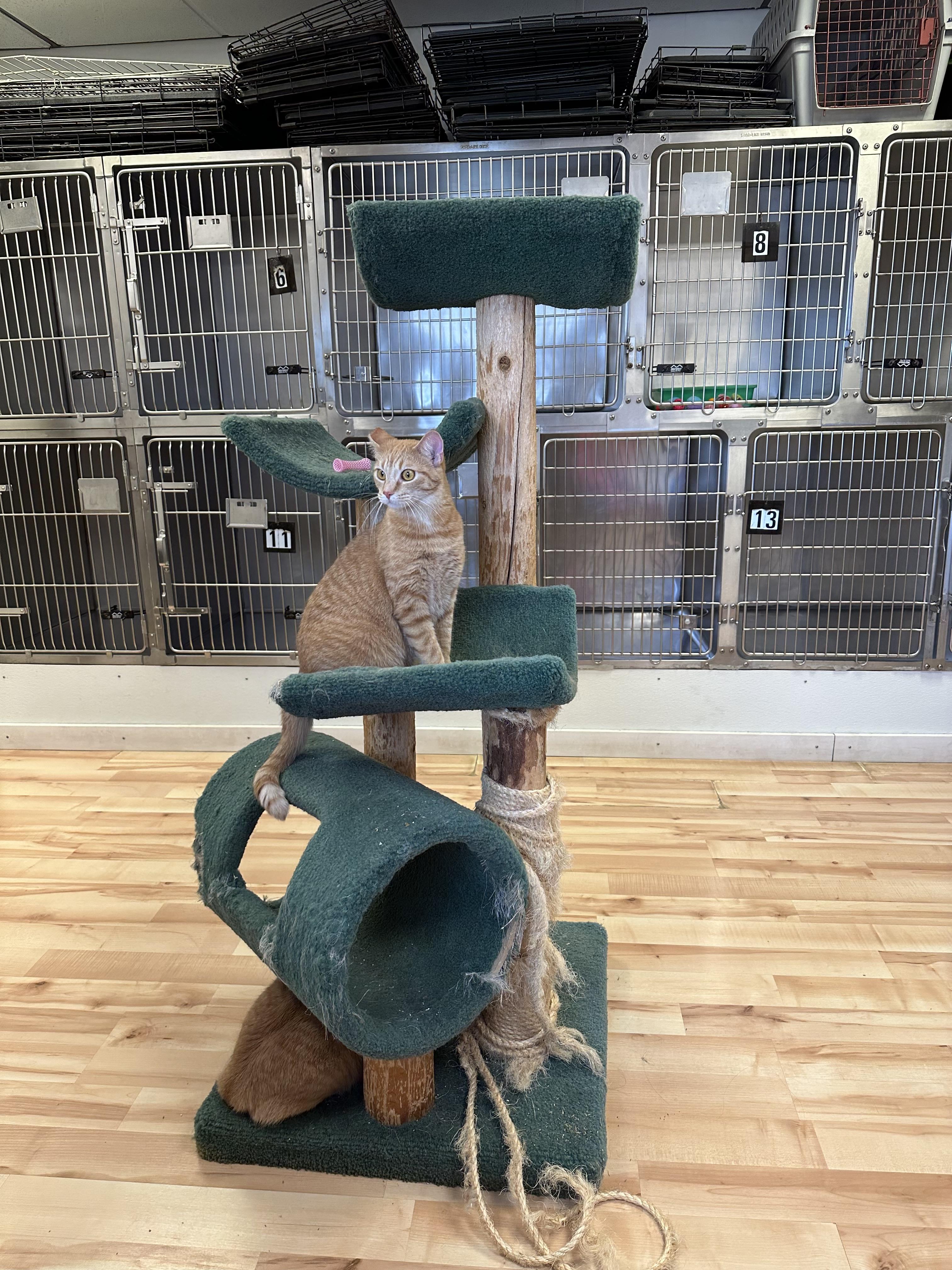 Enlarge Pumpkin, a Adoptable Domestic Short Hair in Walker, MI image 2/6