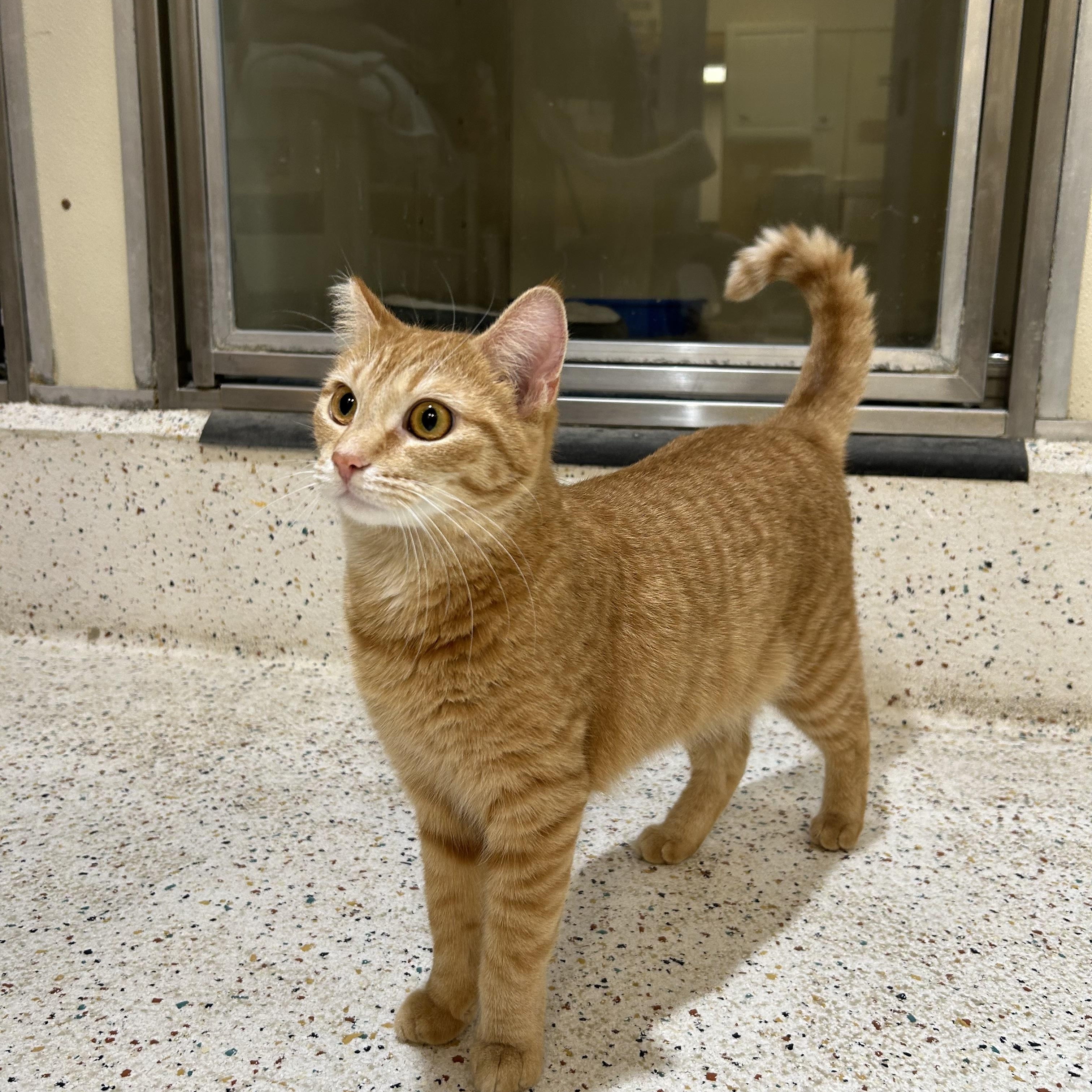 Enlarge Pumpkin, a Adoptable Domestic Short Hair in Walker, MI image 4/6