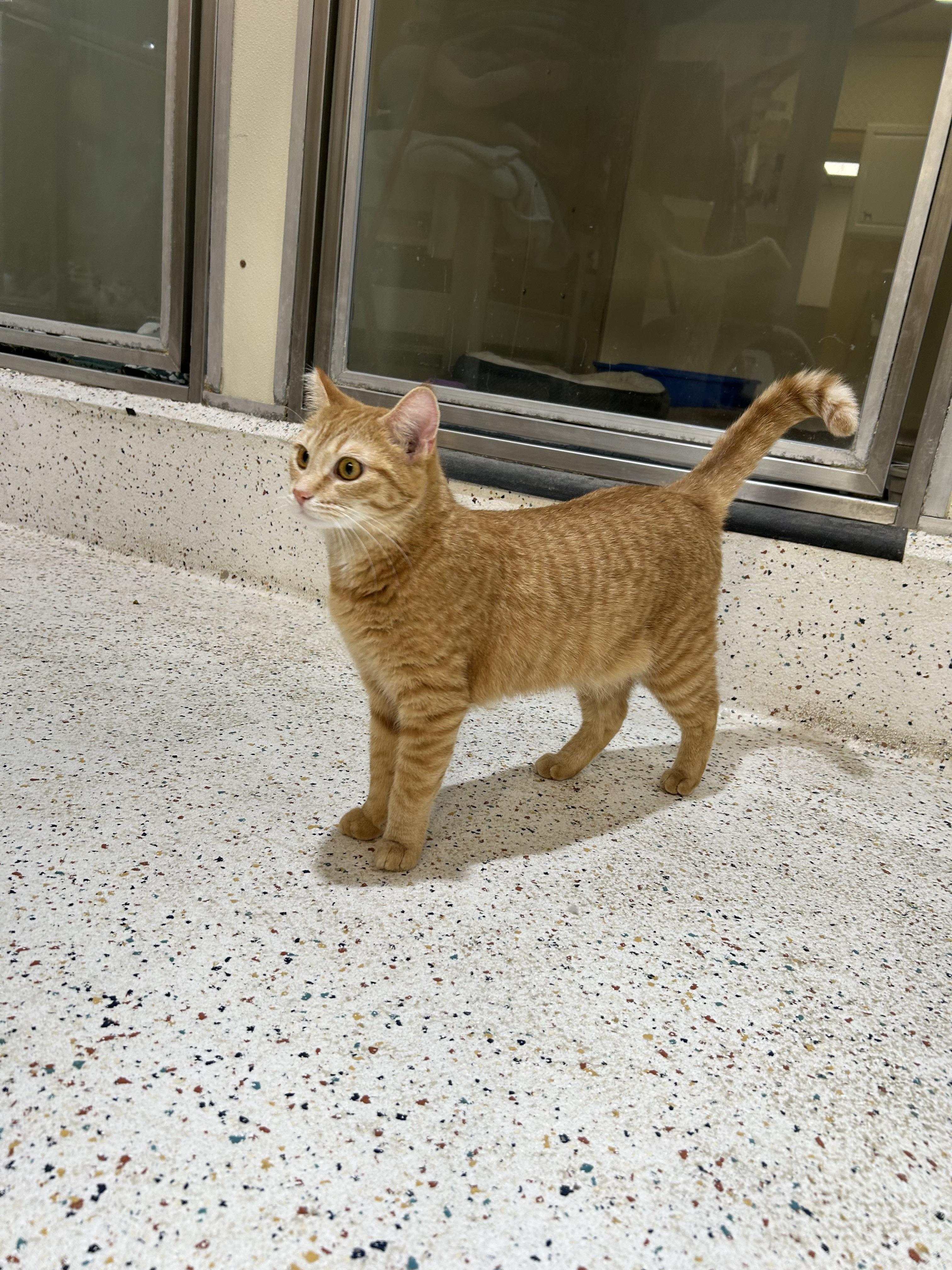 Enlarge Pumpkin, a Adoptable Domestic Short Hair in Walker, MI image 3/6