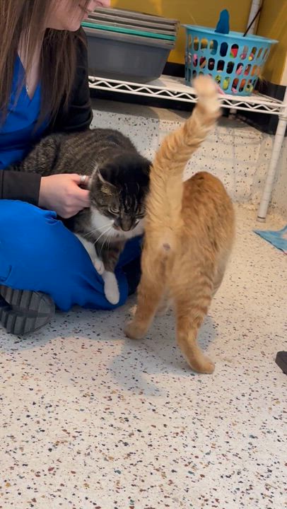 Enlarge Pumpkin, a Adoptable Domestic Short Hair in Walker, MI video 5/6