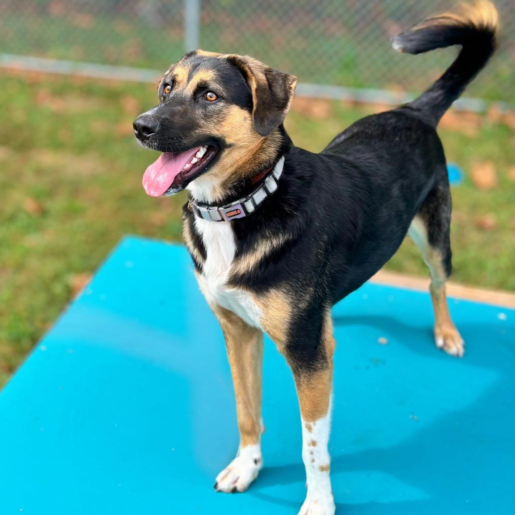 Enlarge Junior, a Adoptable Mixed Breed in Nashville, IN image 1/6