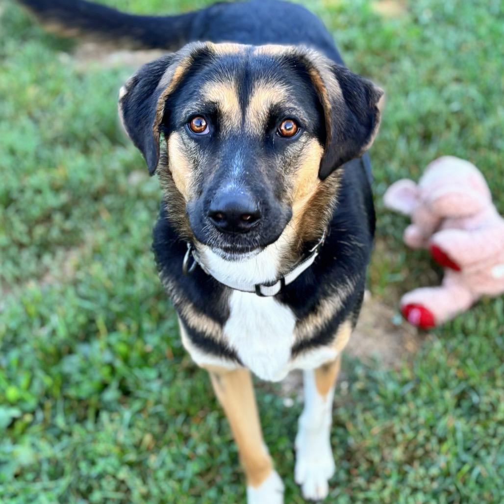 Enlarge Junior, a Adoptable Mixed Breed in Nashville, IN image 2/6