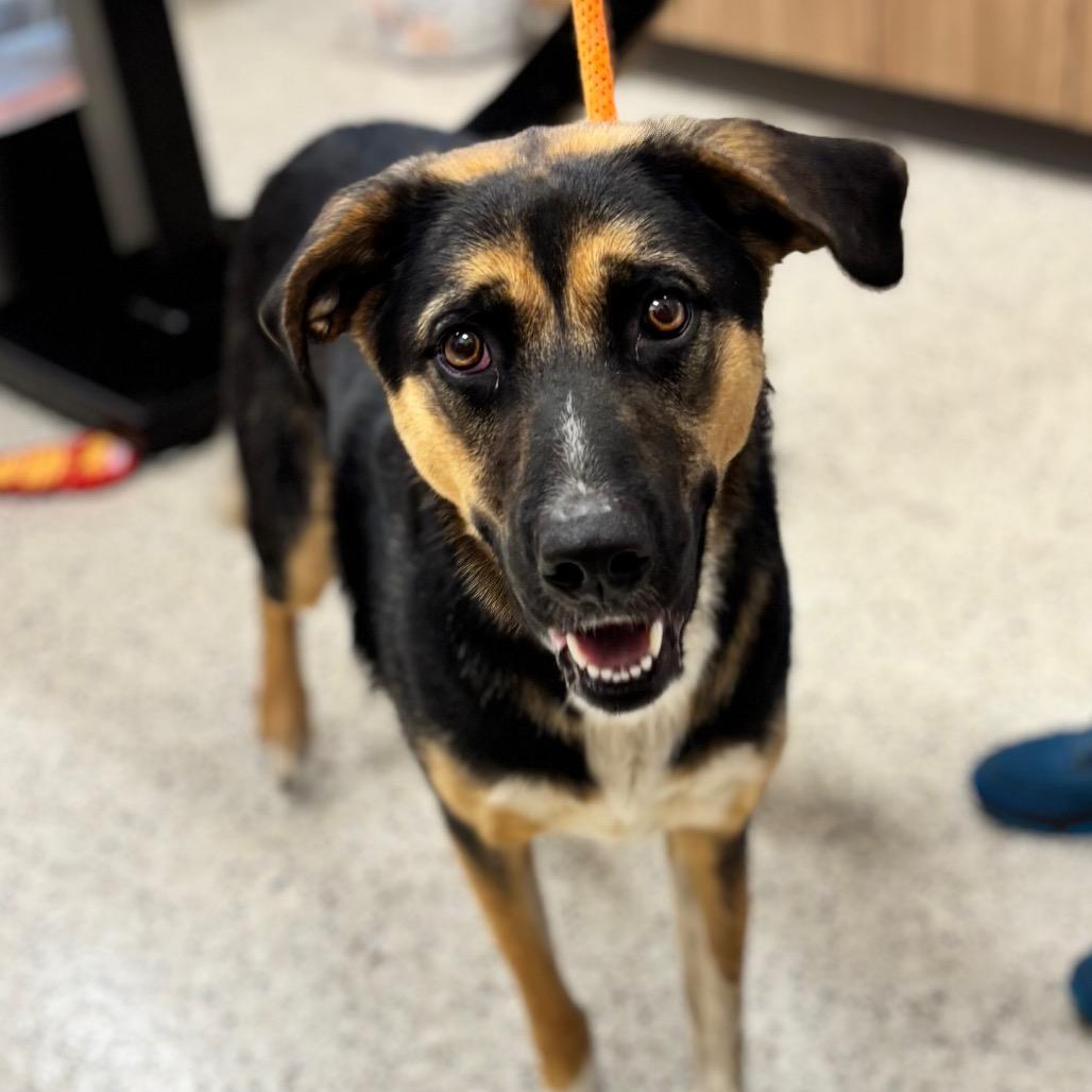 Junior, Adoptable, Young Male Mixed Breed.