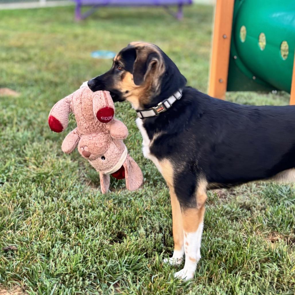 Enlarge Junior, a Adoptable Mixed Breed in Nashville, IN image 3/6
