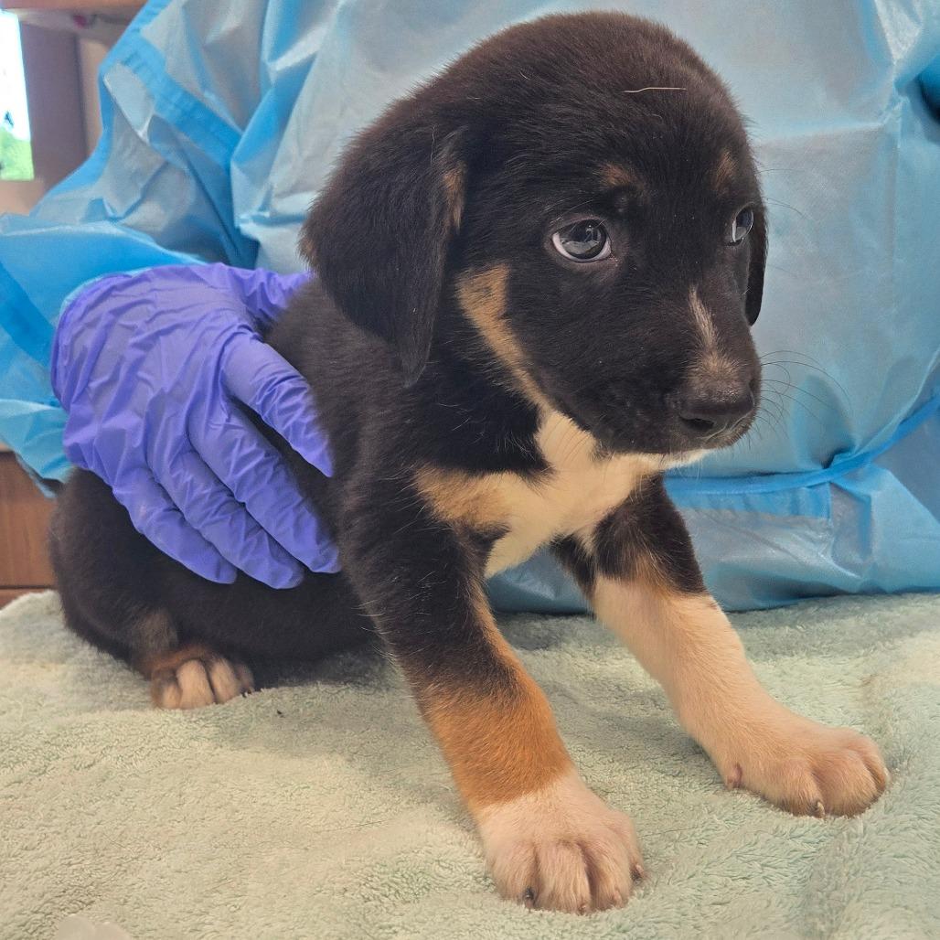 Enlarge Junior, a Adoptable Mixed Breed in Nashville, IN image 2/2