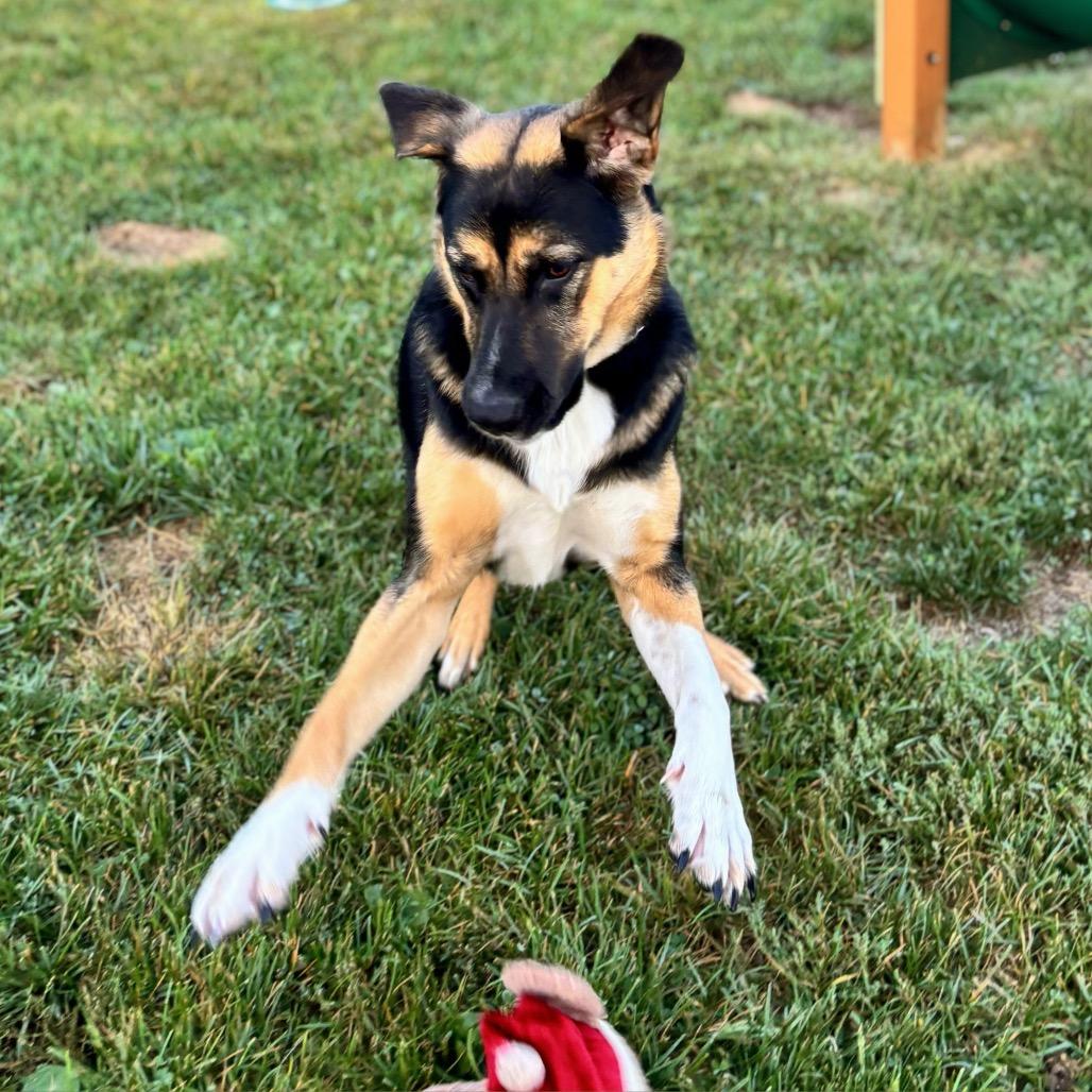 Enlarge Junior, a Adoptable Mixed Breed in Nashville, IN image 4/6
