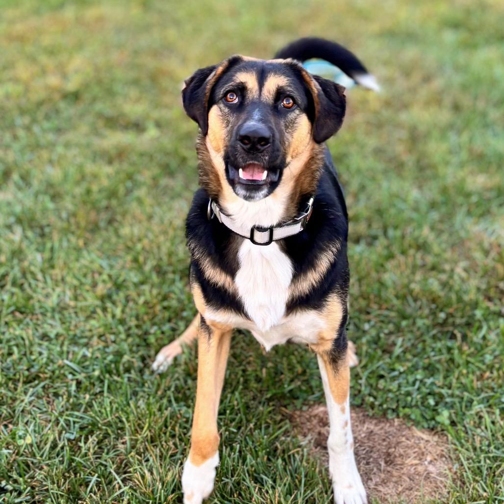 Enlarge Junior, a Adoptable Mixed Breed in Nashville, IN image 5/6