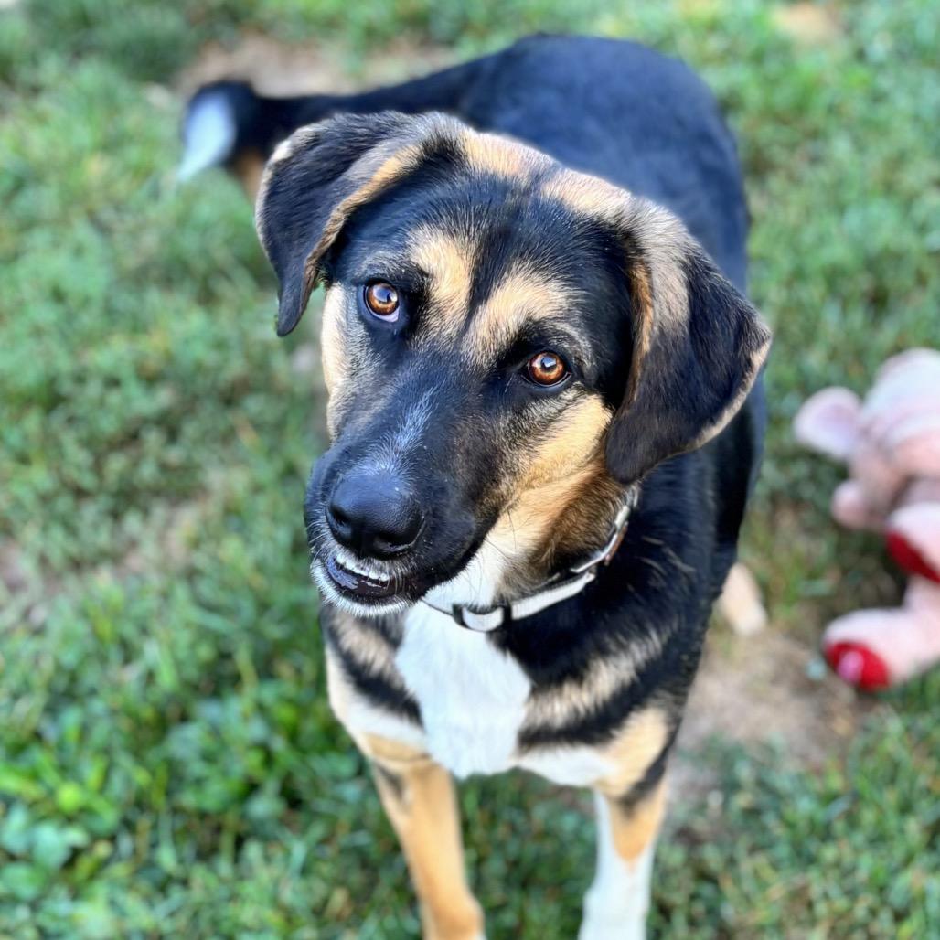 Enlarge Junior, a Adoptable Mixed Breed in Nashville, IN image 6/6