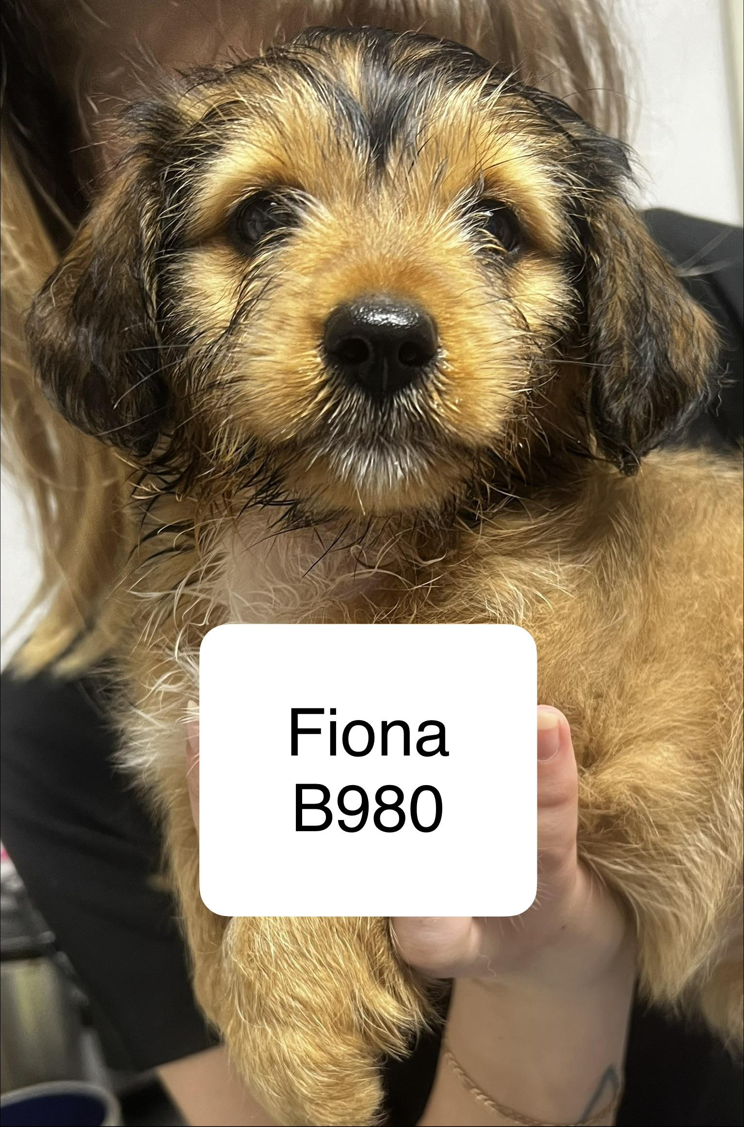 Fiona, adopted, Puppy Female Shih Tzu & Terrier.