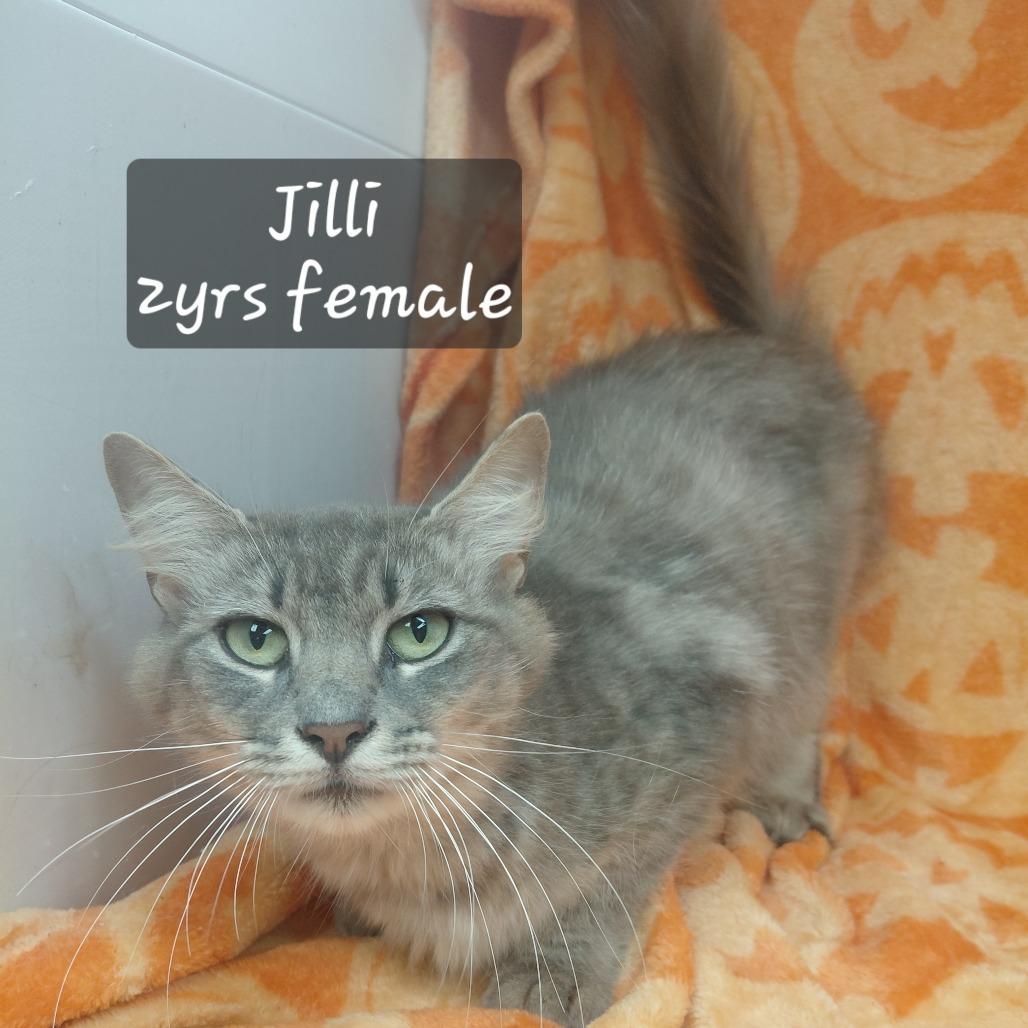 Enlarge Jilli, a Adoptable Domestic Medium Hair in New Tazewell, TN image 1/1